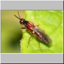 Loxocera sp - Nacktfliege 9mm 01b - Tongrube OS-Wallenhorst.jpg